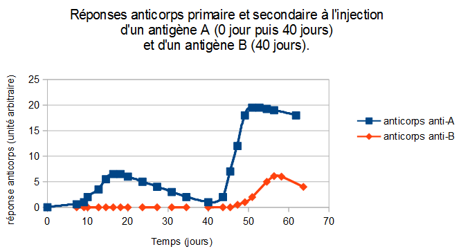 Réponse anticorps à deux antigènes A et B