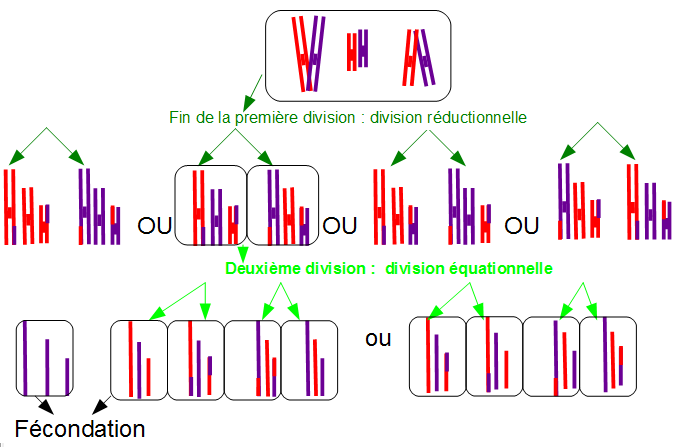 méiose à 3 paires de chromosomes