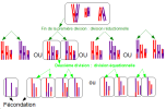 méiose à 3 paires de chromosomes