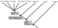 Arbre phylogénétique